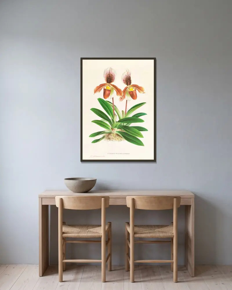Cypripedium oenanthum superbum av Jean Jules Linden inramad på en vägg