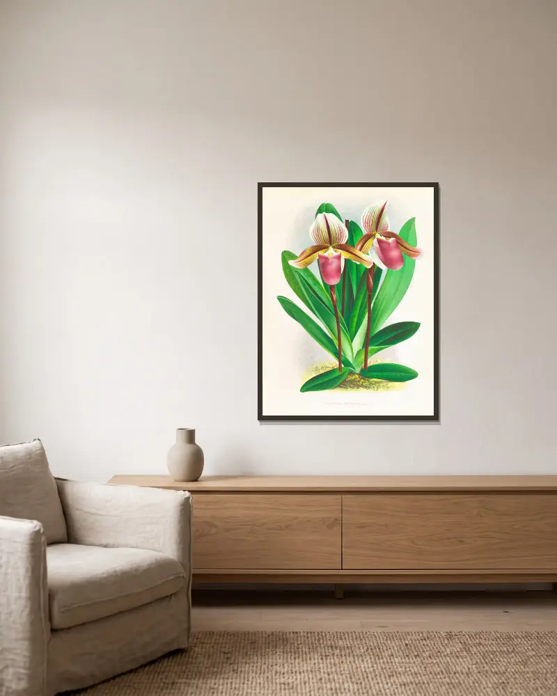 Cypripedium orphanum von Jean Jules Linden gerahmt an einer Wand