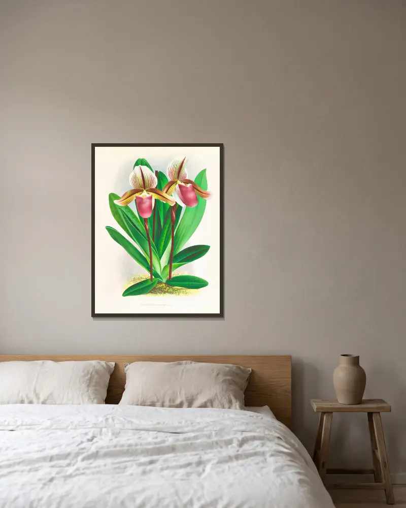 Cypripedium orphanum von Jean Jules Linden gerahmt an einer Wand