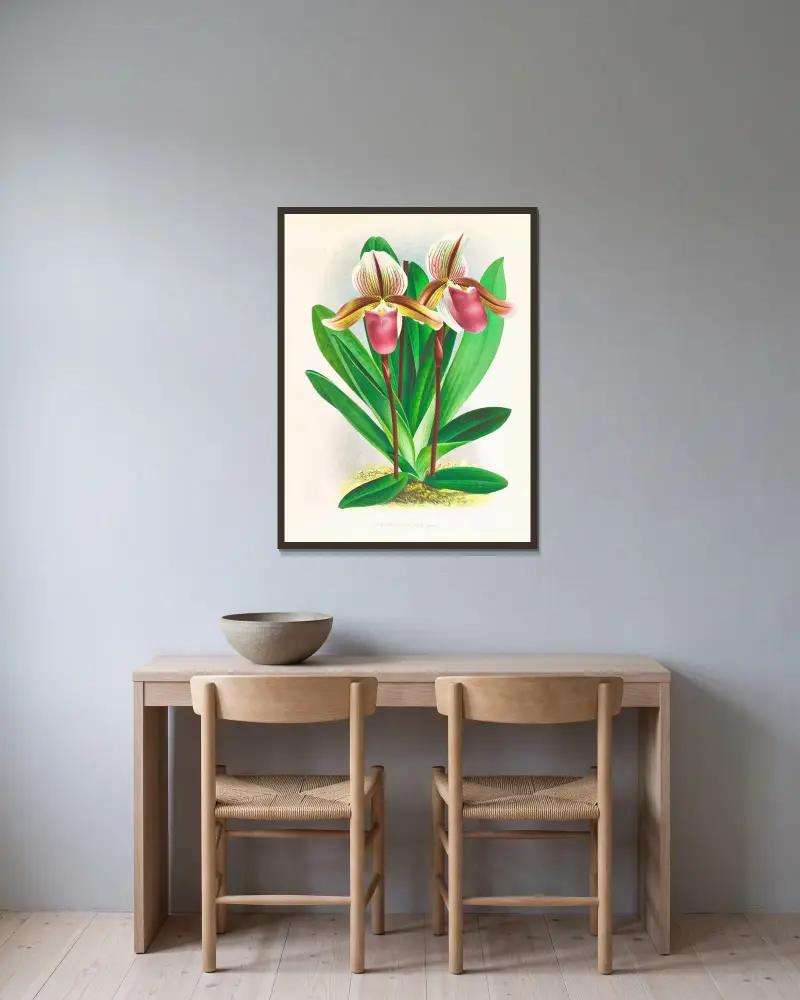 Cypripedium orphanum von Jean Jules Linden gerahmt an einer Wand