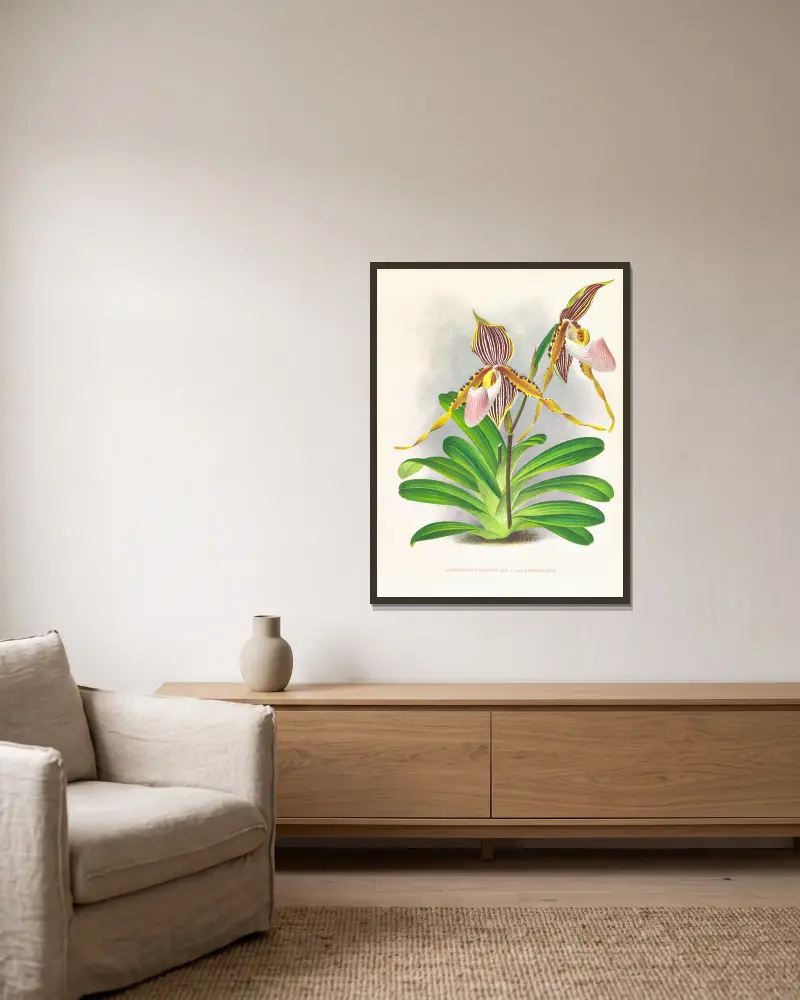 Cypripedium praestans var kimballianum av Jean Jules Linden inramad på en vägg