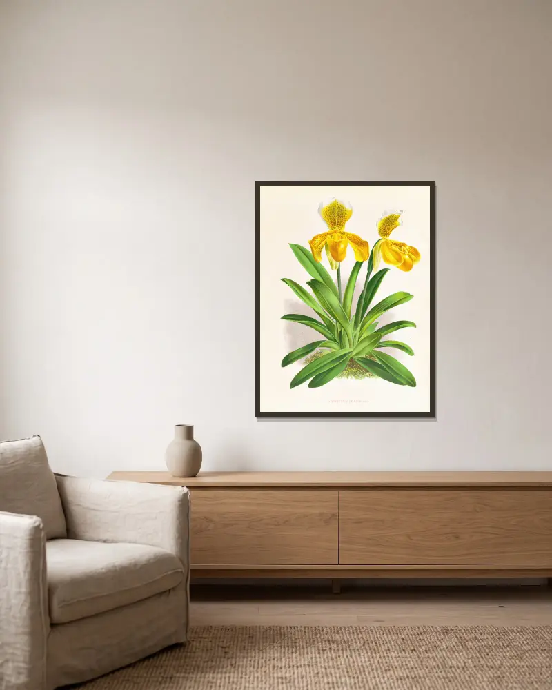 Cypripedium sallieri von Jean Jules Linden gerahmt an einer Wand