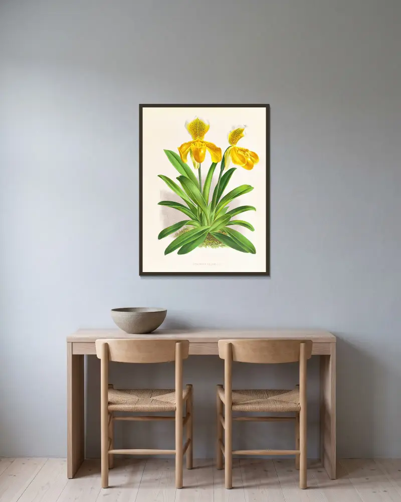 Cypripedium sallieri von Jean Jules Linden gerahmt an einer Wand