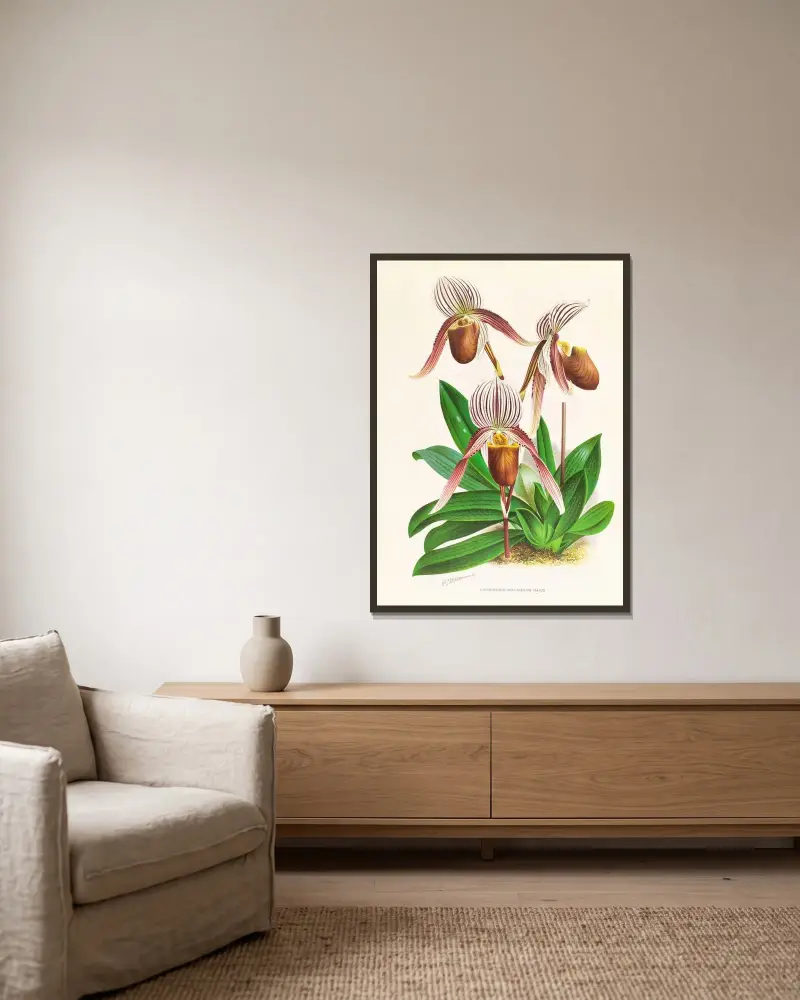Cypripedium selligerum majus av Jean Jules Linden inramad på en vägg