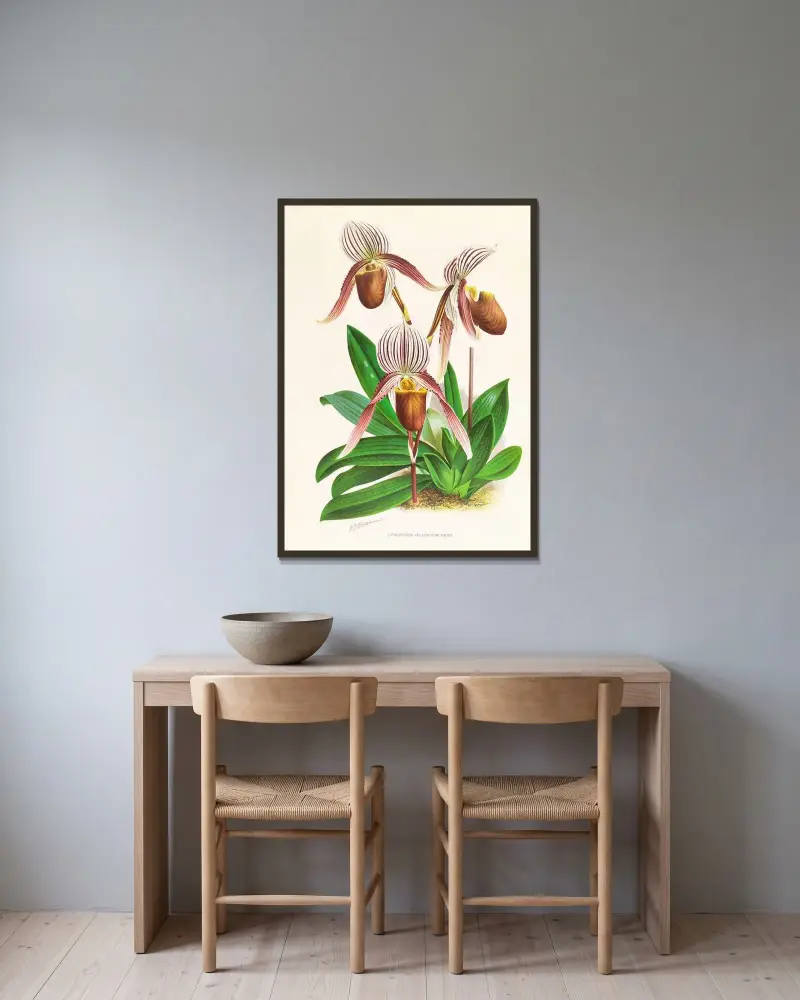 Cypripedium selligerum majus av Jean Jules Linden inramad på en vägg