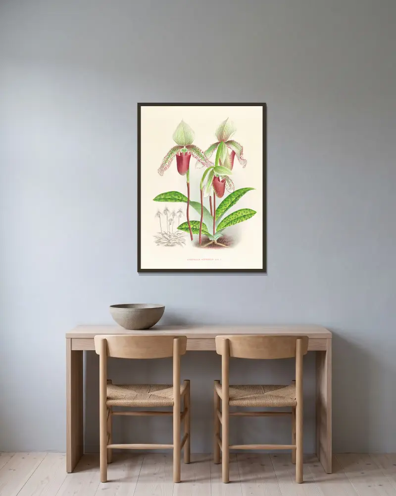 Cypripedium superbiens av Jean Jules Linden inramad på en vägg