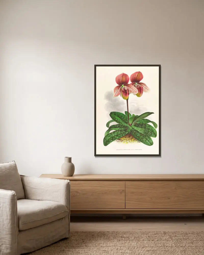 Cypripedium tessellatum av Jean Jules Linden inramad på en vägg
