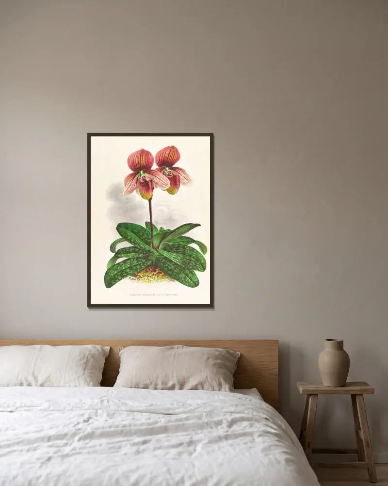 Cypripedium tessellatum av Jean Jules Linden inramad på en vägg