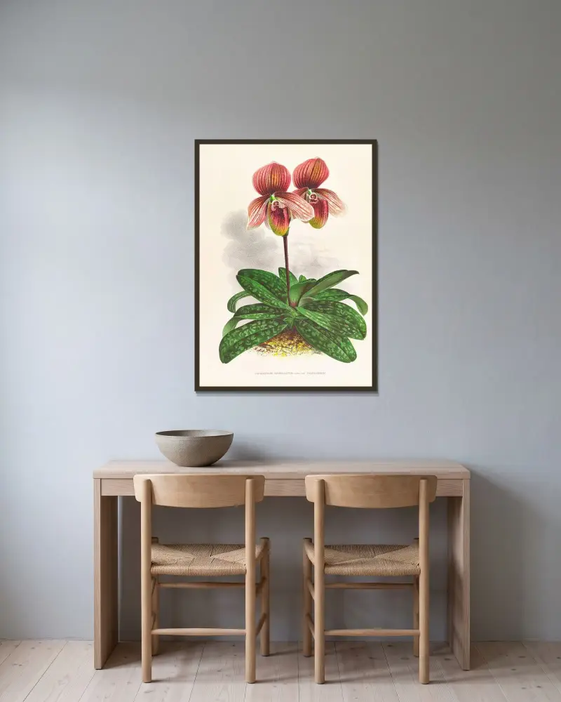 Cypripedium tessellatum av Jean Jules Linden inramad på en vägg