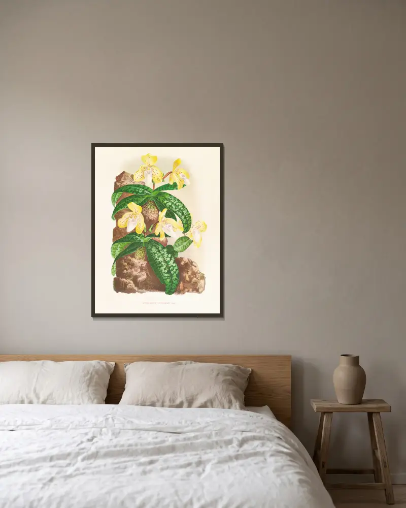 Cypripedium tonkinense av Jean Jules Linden inramad på en vägg