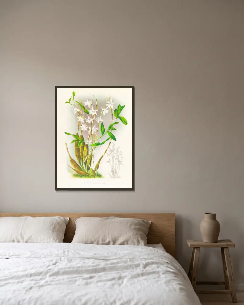 Dendrobium crumenatum, Jean Jules Linden v rámu na stěně