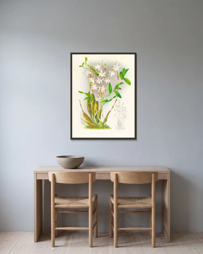 Dendrobium crumenatum, Jean Jules Linden v rámu na stěně