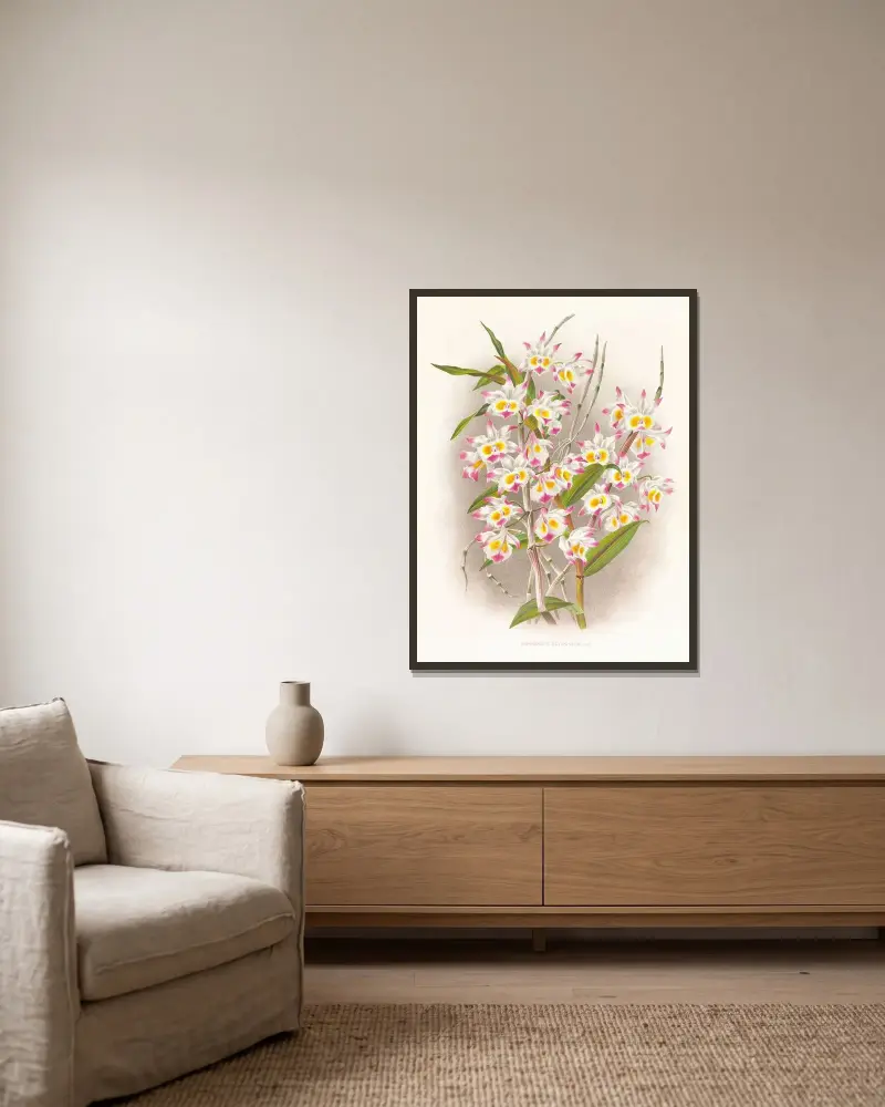 Dendrobium devonianum av Jean Jules Linden inramad på en vägg