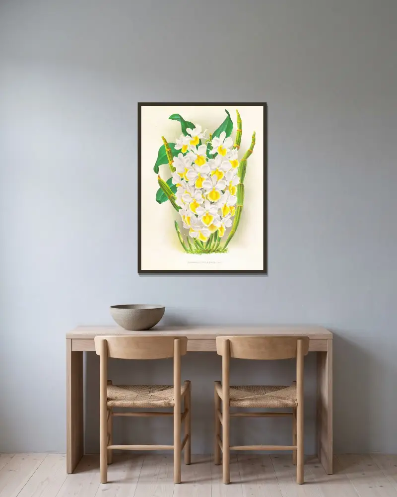 Dendrobium galliceanum av Jean Jules Linden inramad på en vägg