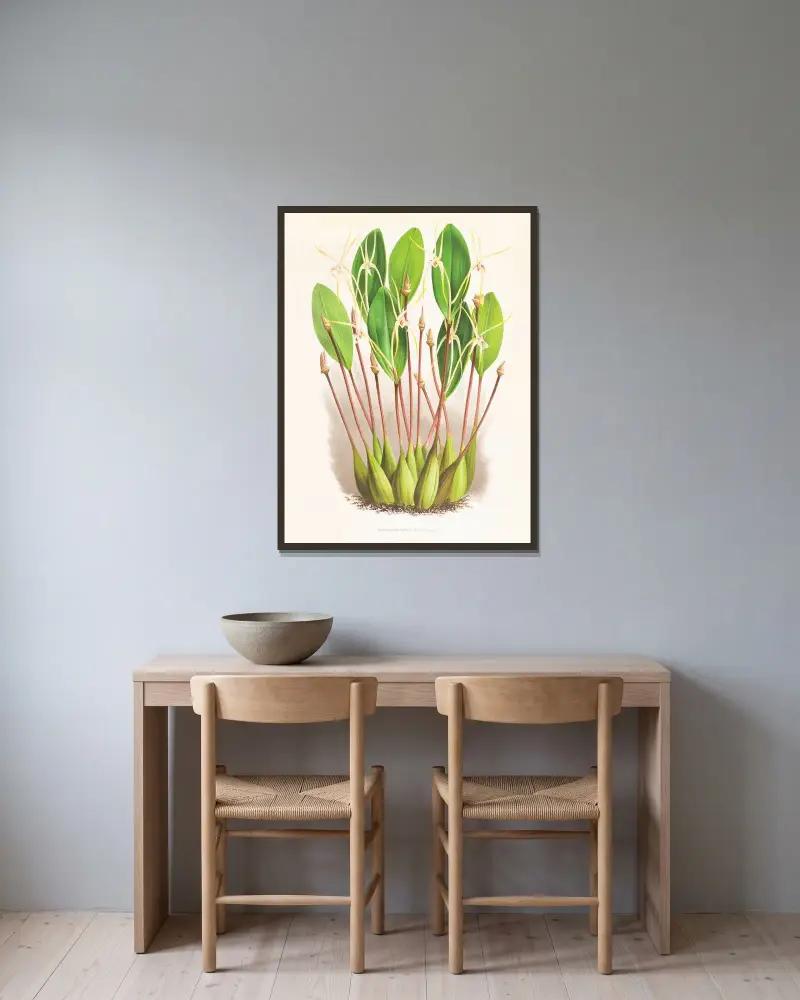 Dendrobium Inauditum av Jean Jules Linden inramad på en vägg