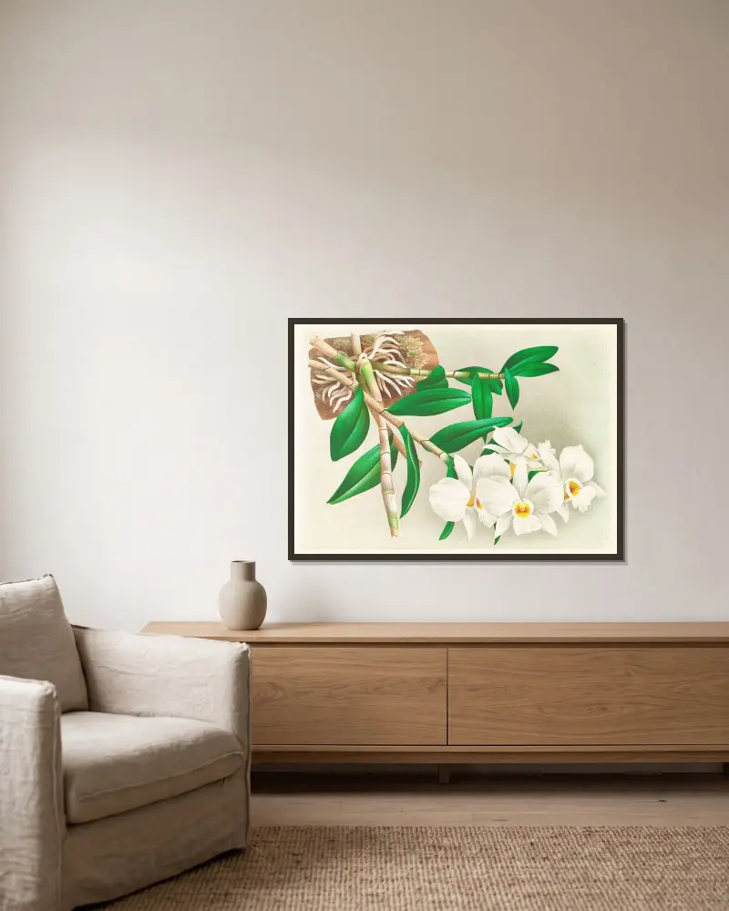 Dendrobium infundibulum av Jean Jules Linden inramad på en vägg