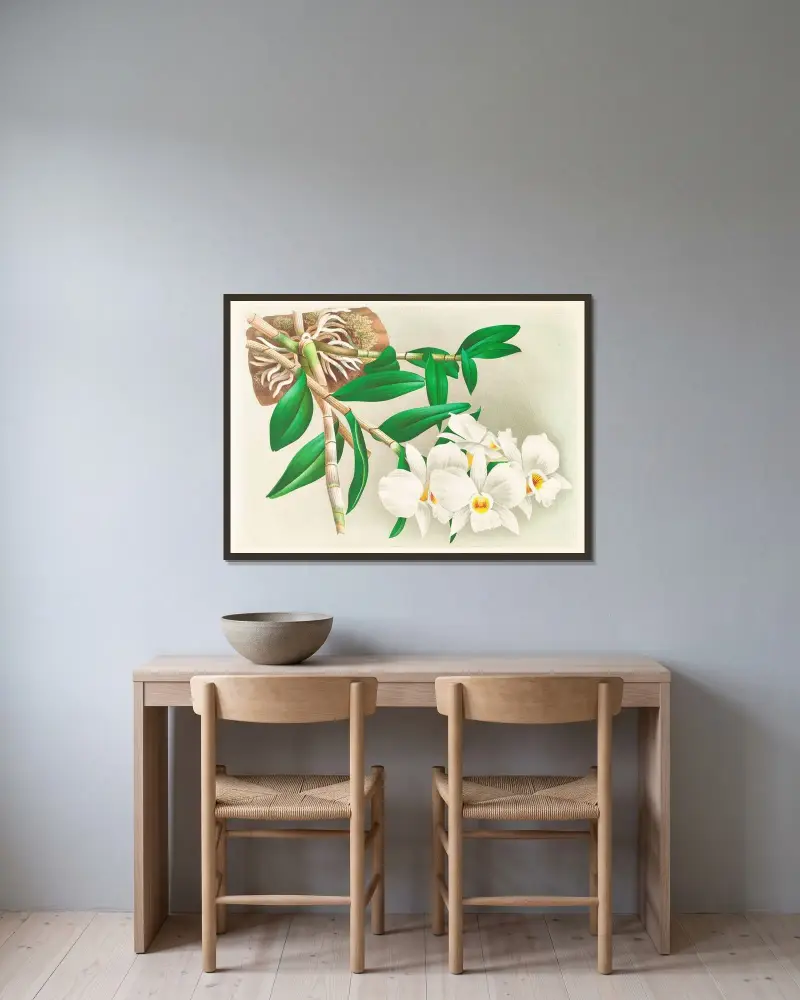 Dendrobium infundibulum av Jean Jules Linden inramad på en vägg