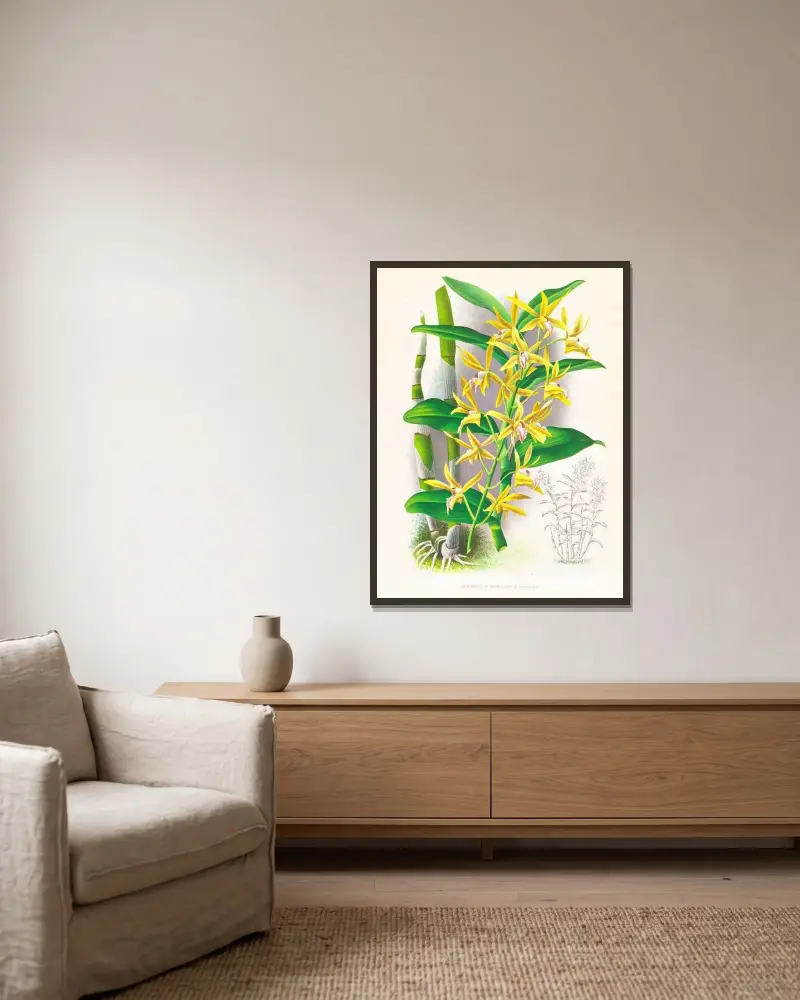 Dendrobium mirbelianum av Jean Jules Linden inramad på en vägg