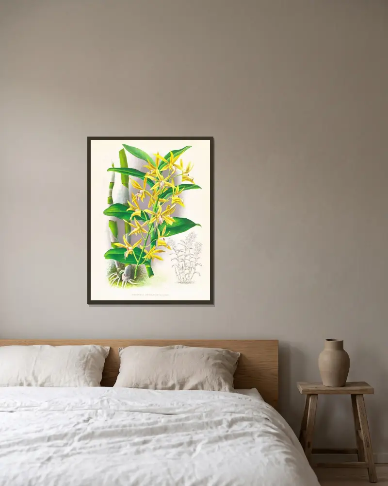 Dendrobium mirbelianum av Jean Jules Linden inramad på en vägg