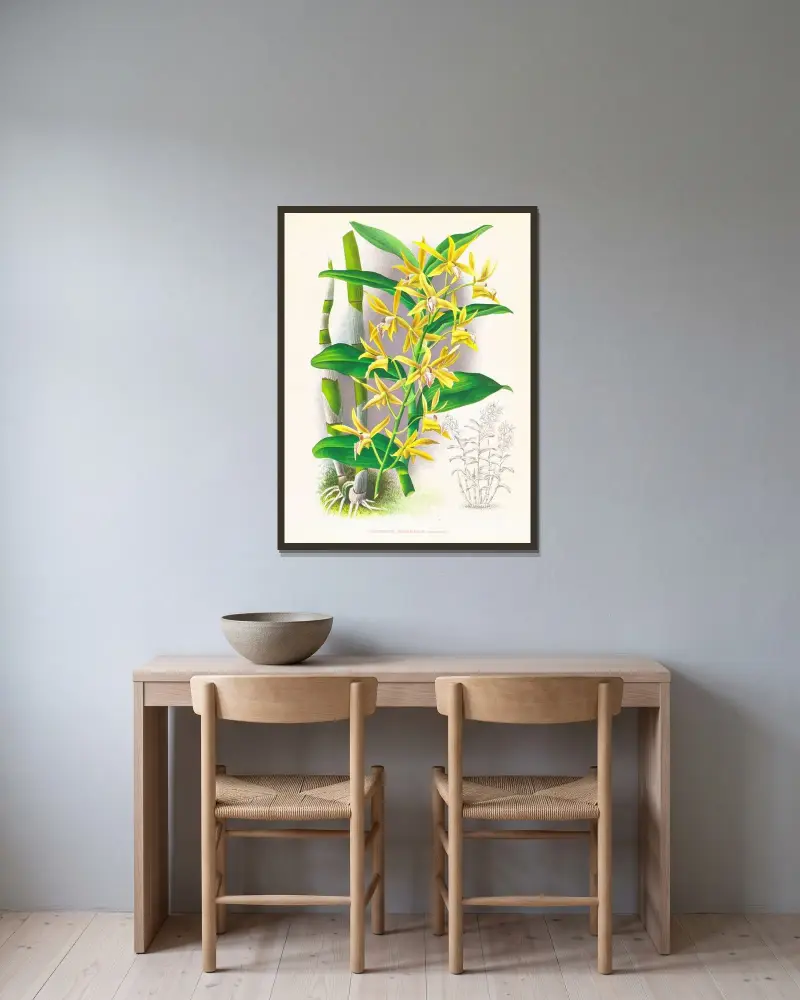 Dendrobium mirbelianum av Jean Jules Linden inramad på en vägg