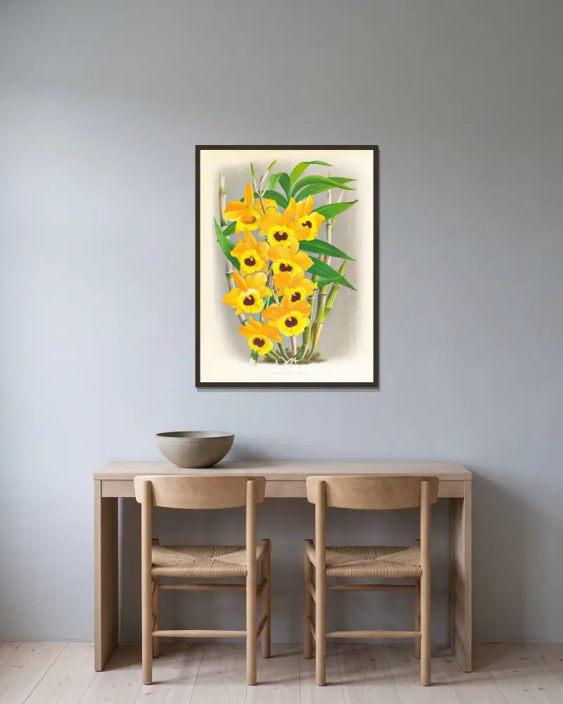 Dendrobium paxtoni av Jean Jules Linden inramad på en vägg