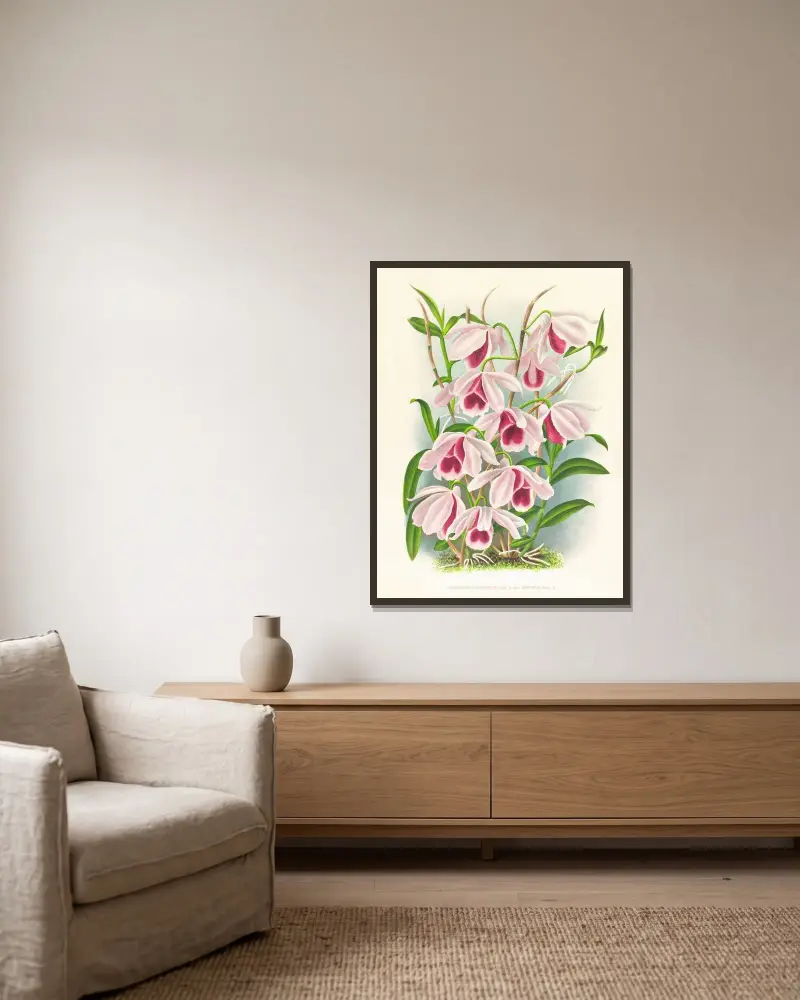 Dendrobium superbum var anosmum av Jean Jules Linden inramad på en vägg