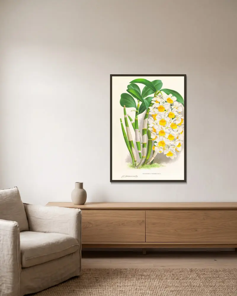 Dendrobium thyrsiflorum av Jean Jules Linden inramad på en vägg