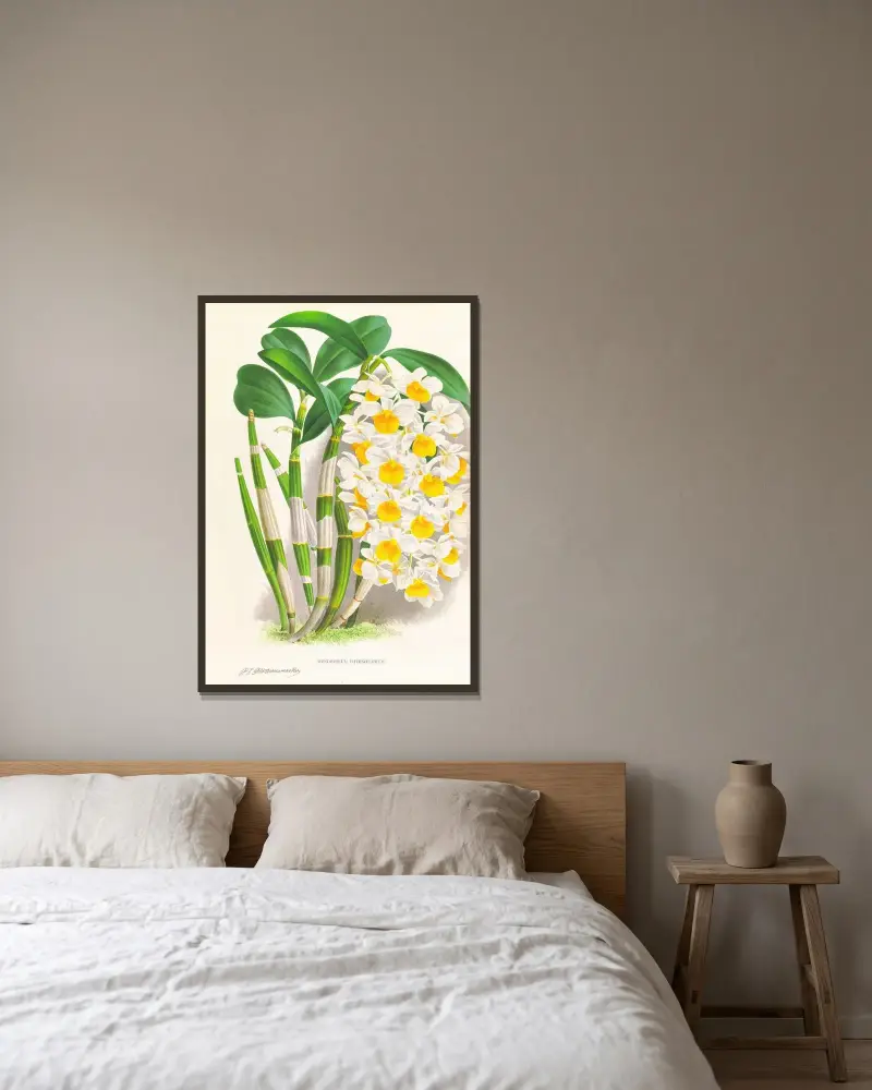 Dendrobium thyrsiflorum av Jean Jules Linden inramad på en vägg
