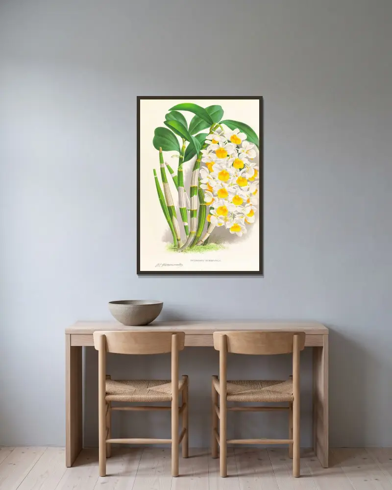 Dendrobium thyrsiflorum av Jean Jules Linden inramad på en vägg