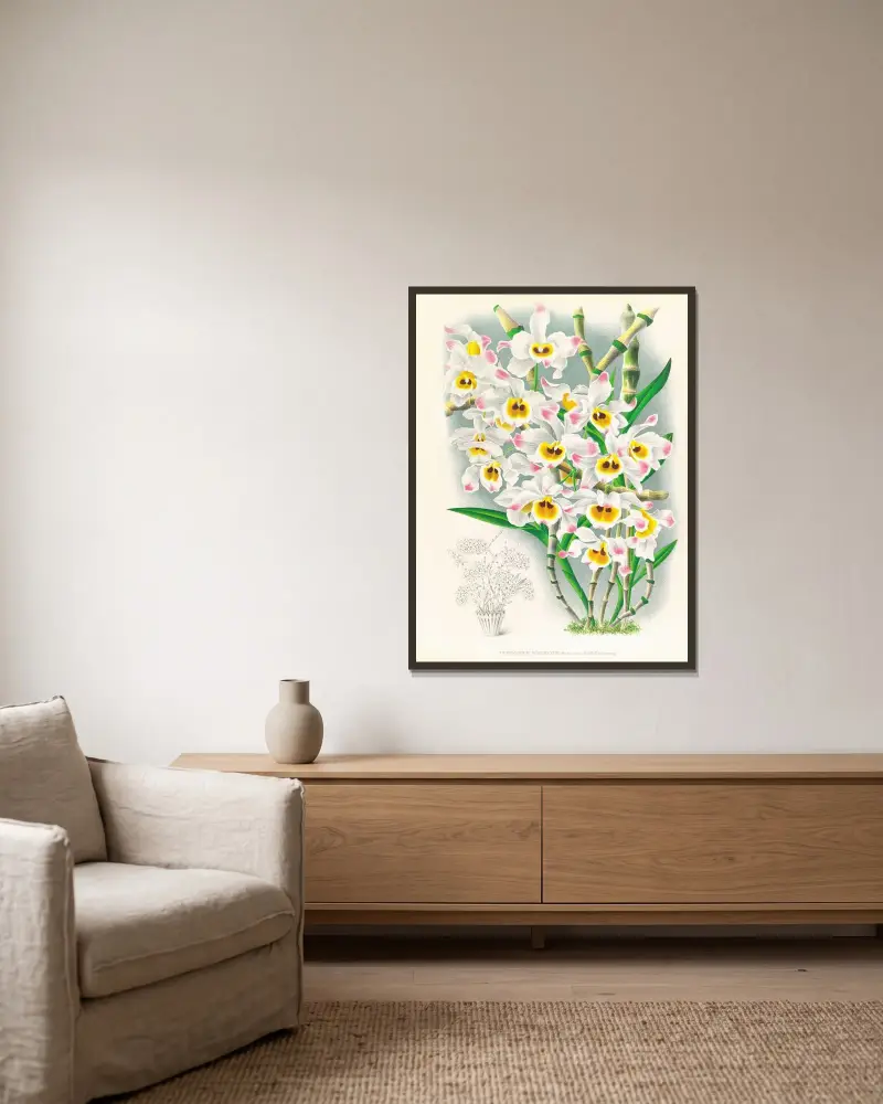 Dendrobium wardianum av Jean Jules Linden inramad på en vägg