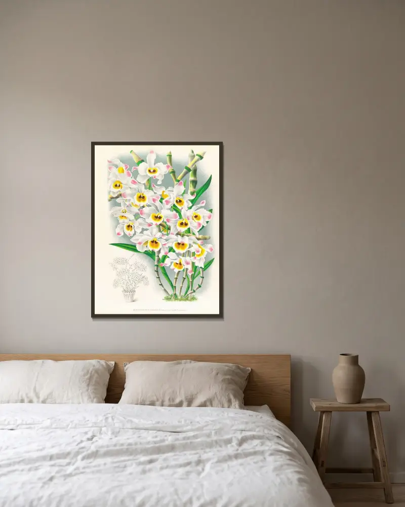 Dendrobium wardianum av Jean Jules Linden inramad på en vägg
