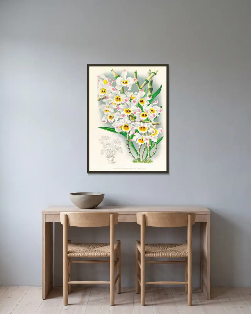 Dendrobium wardianum av Jean Jules Linden inramad på en vägg