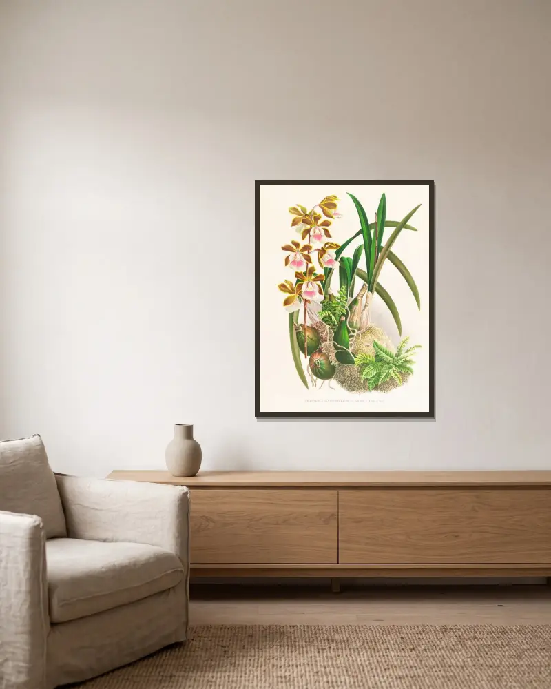 Epidendrum atropurpureum av Jean Jules Linden inramad på en vägg