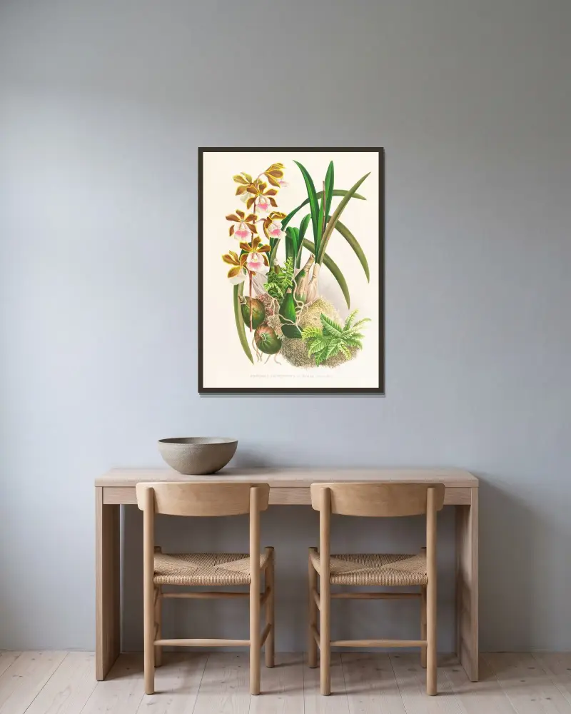 Epidendrum atropurpureum av Jean Jules Linden inramad på en vägg