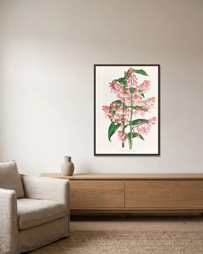 Epidendrum Paniculatum av Jean Jules Linden inramad på en vägg