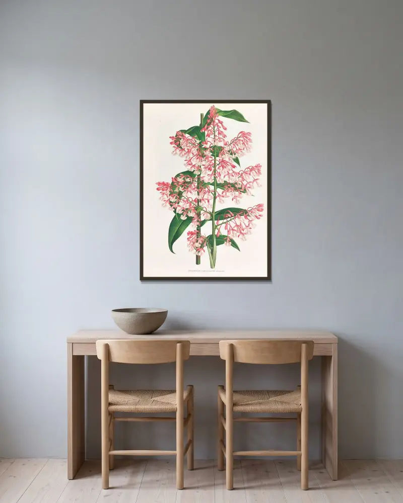 Epidendrum Paniculatum av Jean Jules Linden inramad på en vägg