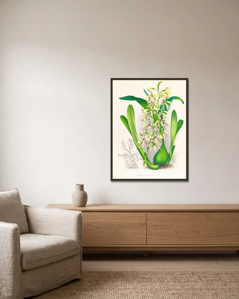 Epidendrum prismatocarpum av Jean Jules Linden inramad på en vägg