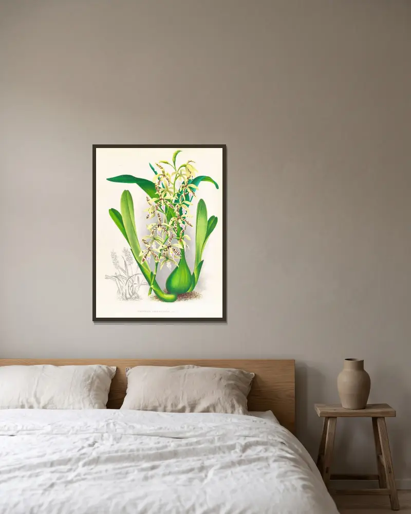 Epidendrum prismatocarpum av Jean Jules Linden inramad på en vägg