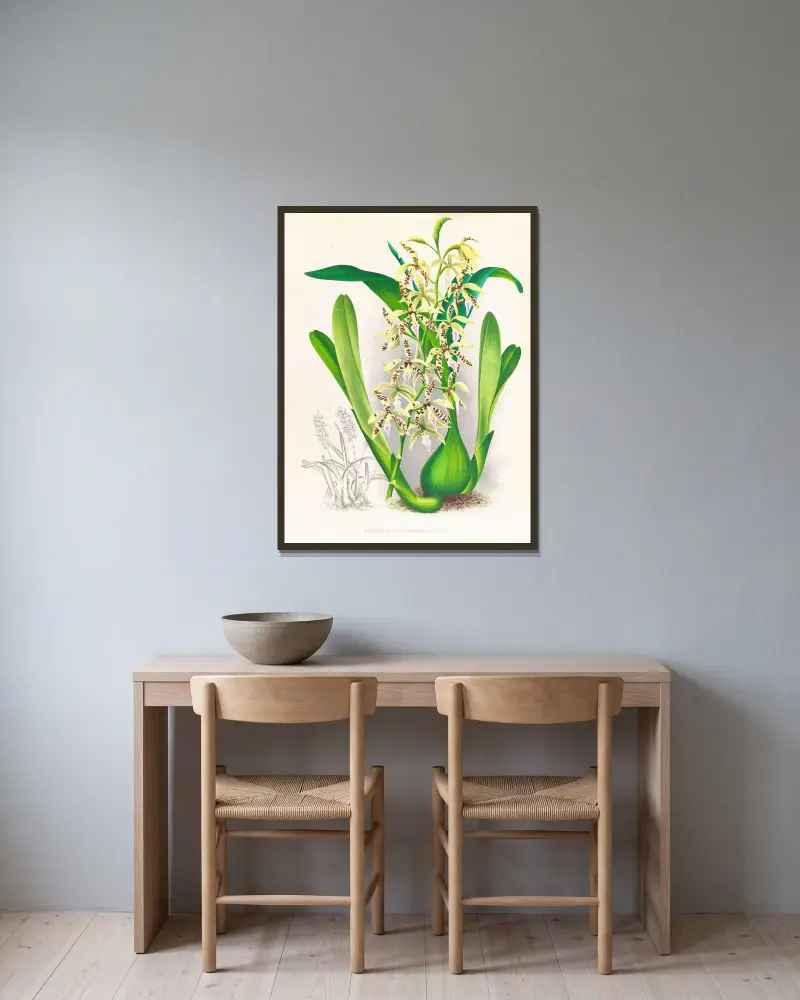 Epidendrum prismatocarpum av Jean Jules Linden inramad på en vägg
