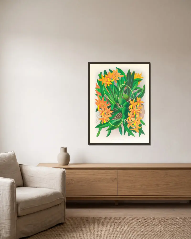Epidendrum vitellinum av Jean Jules Linden inramad på en vägg