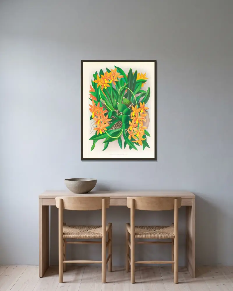 Epidendrum vitellinum av Jean Jules Linden inramad på en vägg