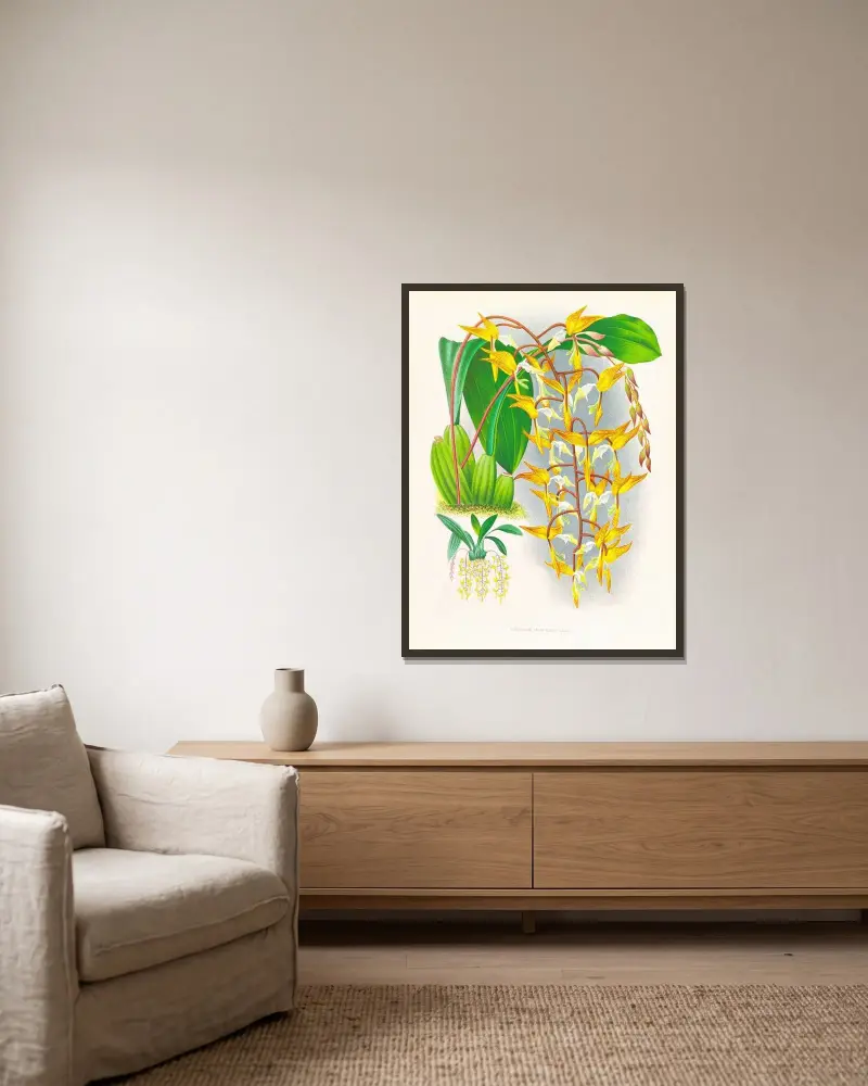 Gongora maculata von Jean Jules Linden gerahmt an einer Wand
