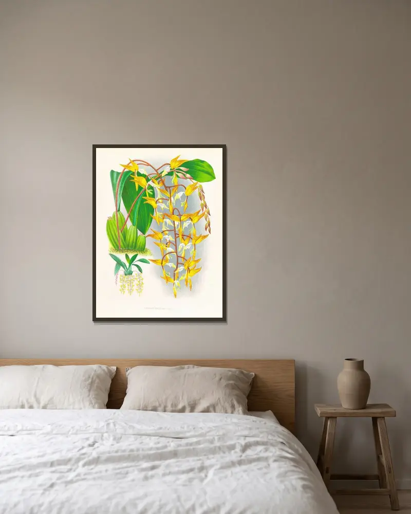 Gongora maculata von Jean Jules Linden gerahmt an einer Wand