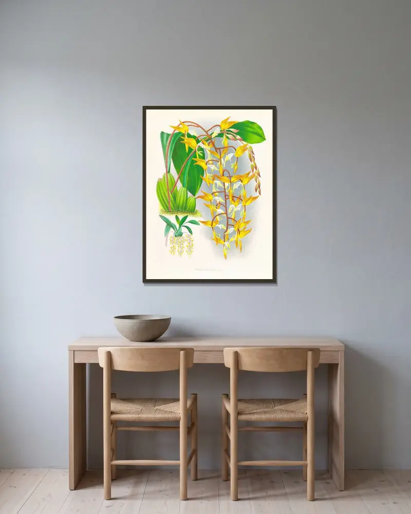 Gongora maculata von Jean Jules Linden gerahmt an einer Wand