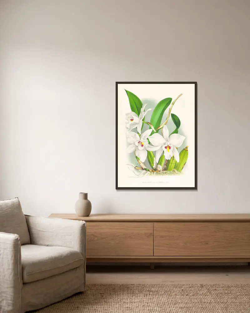 Laelia anceps var hyeana av Jean Jules Linden inramad på en vägg