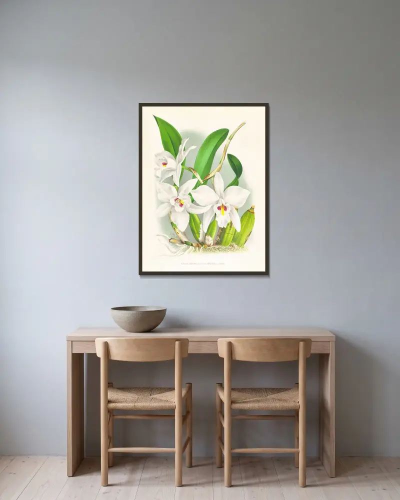 Laelia anceps var hyeana av Jean Jules Linden inramad på en vägg