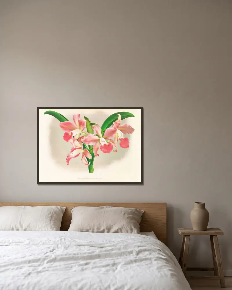 Laella elegans var houtteana av Jean Jules Linden inramad på en vägg