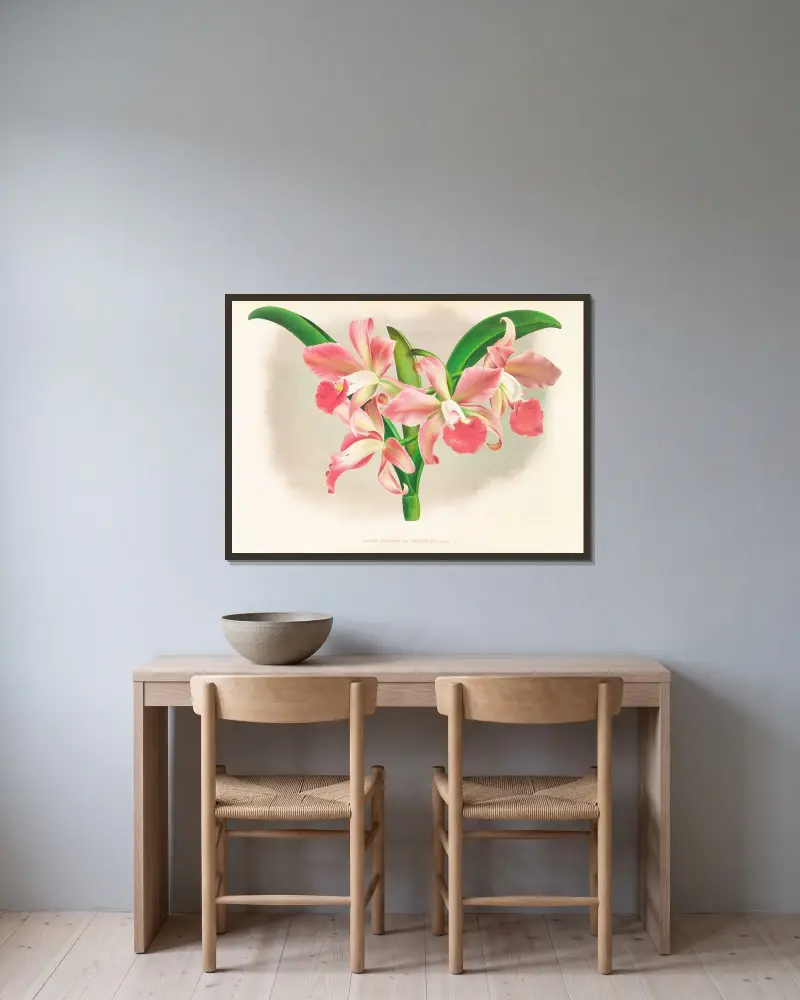Laella elegans var houtteana av Jean Jules Linden inramad på en vägg