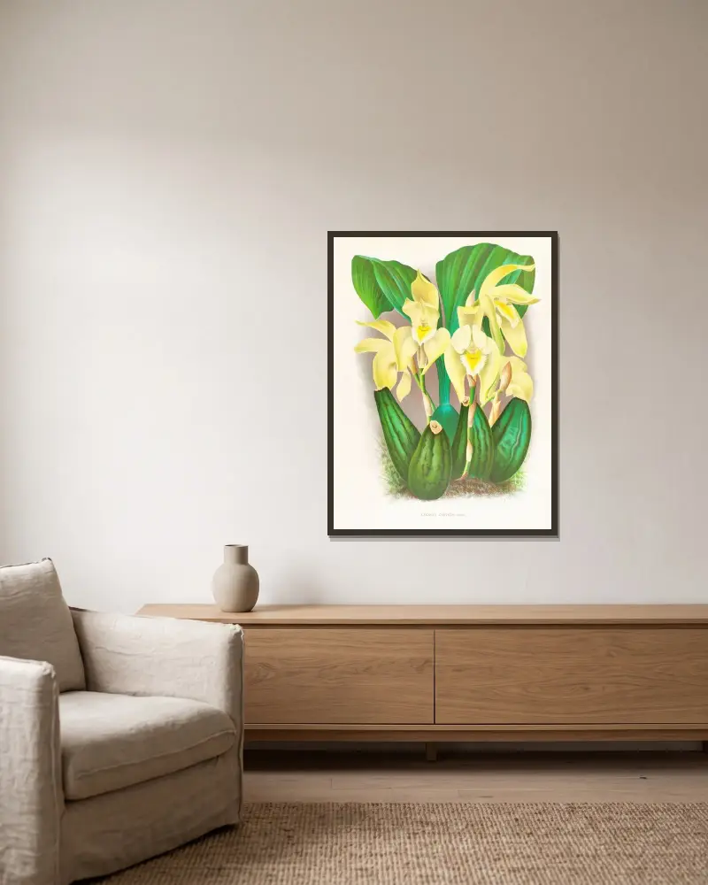 Lycaste costata av Jean Jules Linden inramad på en vägg