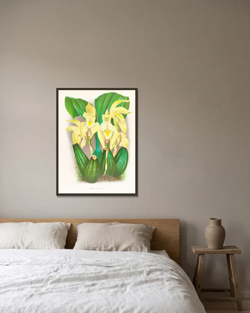 Lycaste costata av Jean Jules Linden inramad på en vägg
